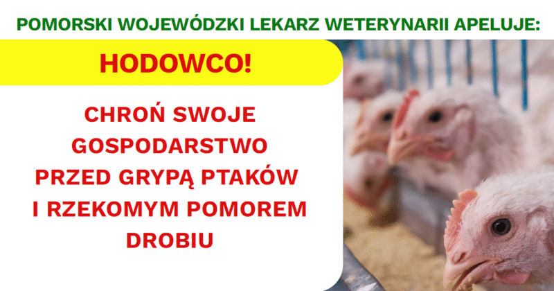 Hodowco! Chroń swoje gospodarstwo przed grypą ptaków i rzekomym pomorem drobiu